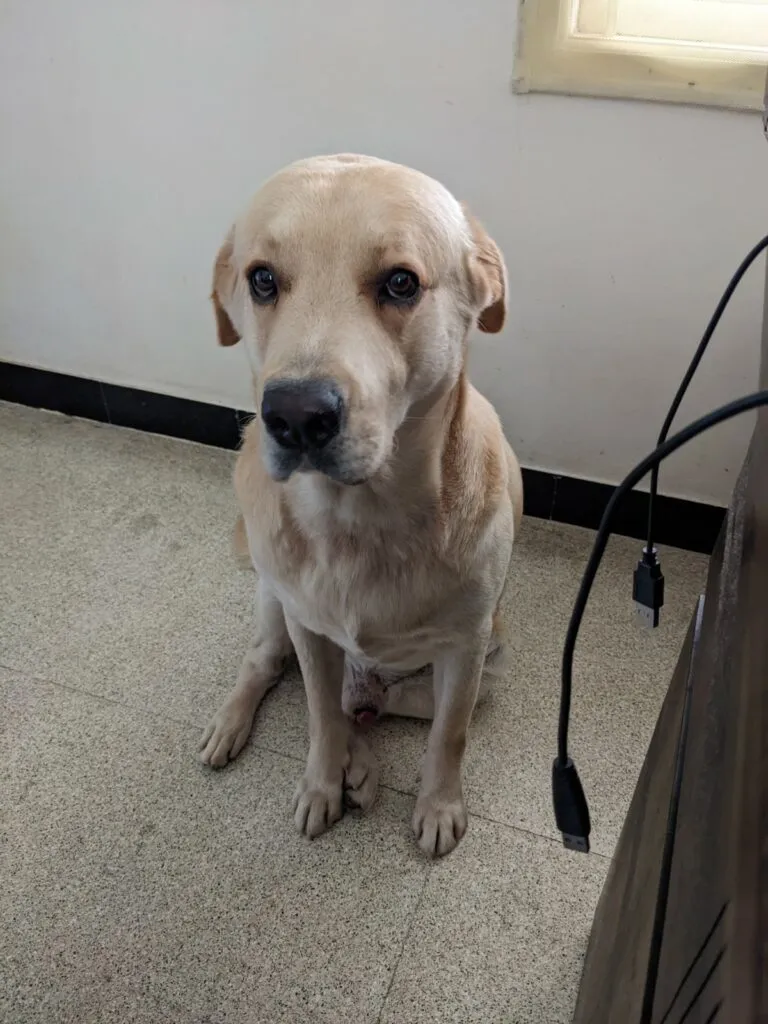 The look after his walk being denied