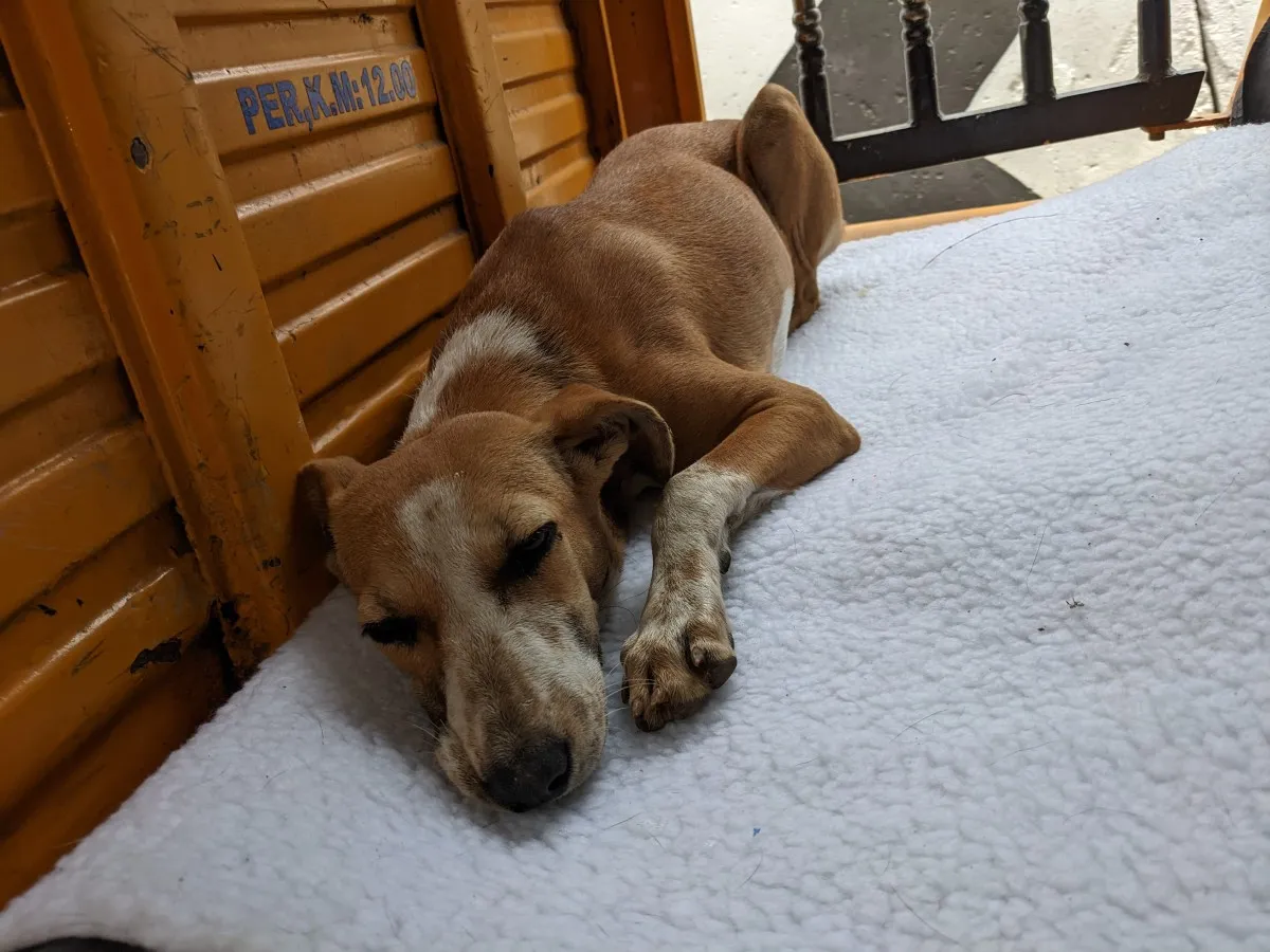 Bruno after the surgery